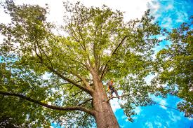 Best Lawn Maintenance Plans  in East Berlin, PA