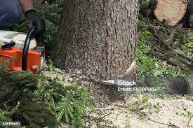 Best Commercial Tree Services  in East Berlin, PA