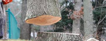 Best Fruit Tree Pruning  in East Berlin, PA