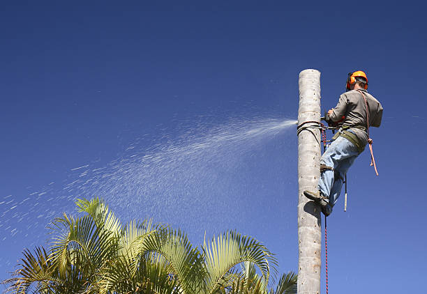 Best Tree Maintenance Programs  in East Berlin, PA