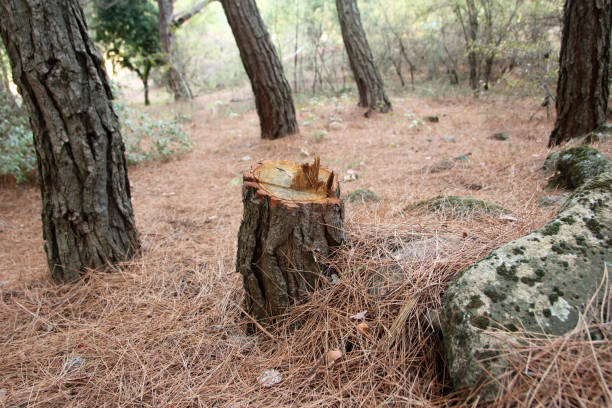 How Our Tree Care Process Works  in  East Berlin, PA