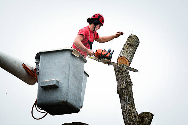 Leaf Removal in East Berlin, PA