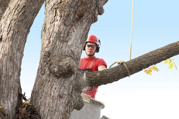 Best Stump Grinding and Removal  in East Berlin, PA